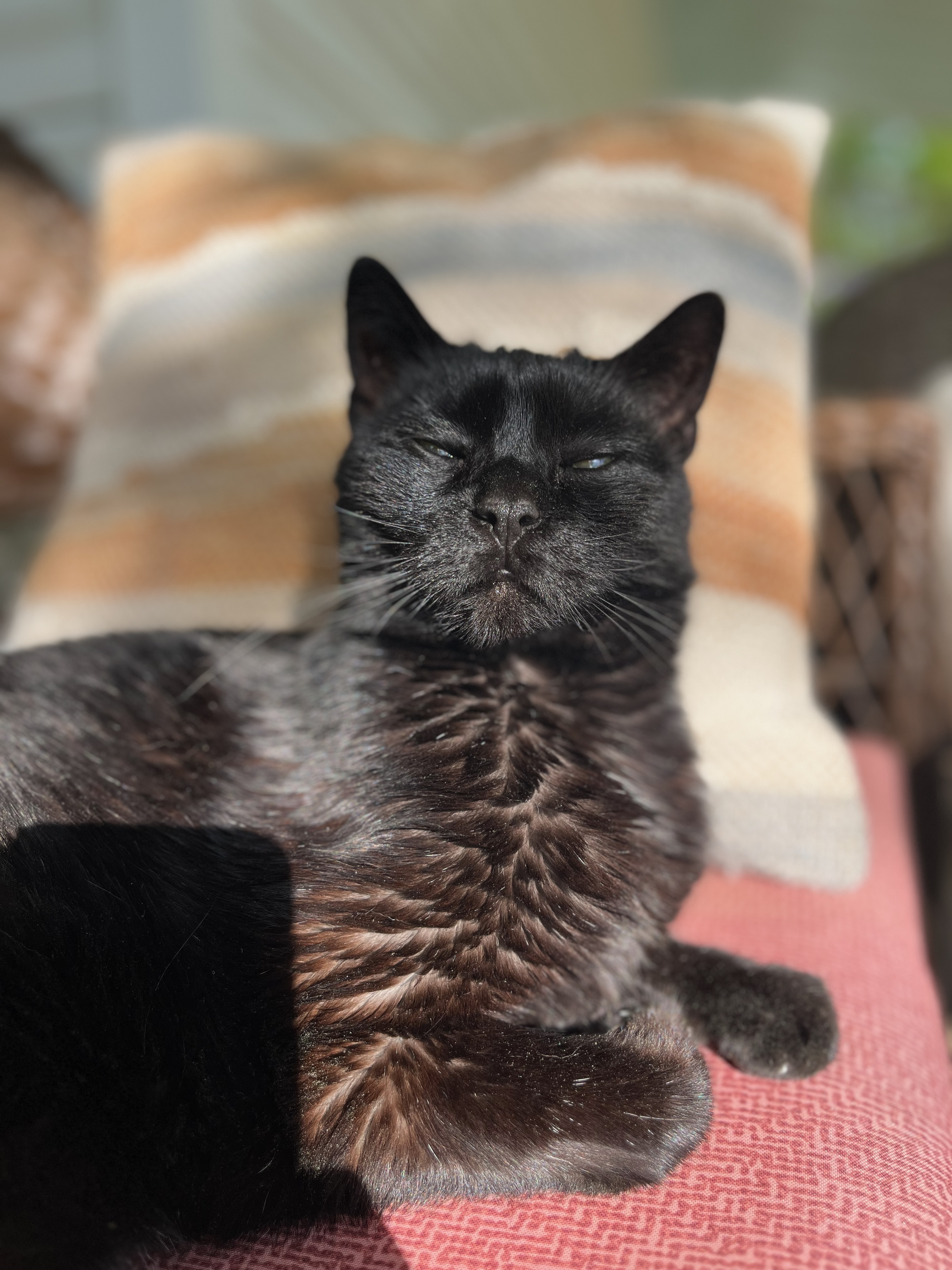 A black cat squints in the sun.